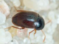 Leiodidae