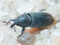 Mecinus pyraster