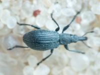 Apioninae