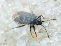 Stygnocoris fuligineus