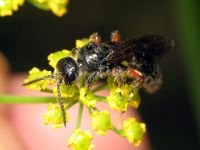 Tiphia femorata