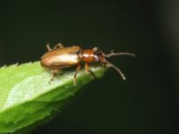 Orsodacne cerasi