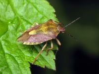 Carpocoris purpureipennis