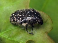 Oxythyrea funesta