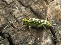 Saperda scalaris