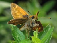 Ochlodes sylvanus