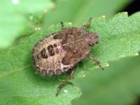 Dolycoris baccarum