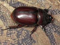 Oryctes nasicornis
