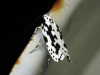 Ethmia pusiella
