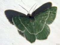 Chlorissa viridata