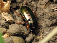 Harpalus affinis