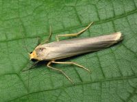 Eilema complana