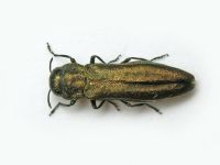 Agrilus (Agrilus) viridis viridis
