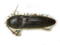 Melanotus crassicollis