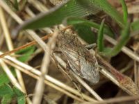 Stictopleurus punctatonervosus