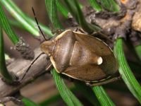 Chlorochroa pinicola