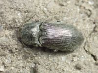 Selatosomus gravidus