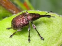 Rhynchites (Epirhynchites) giganteus