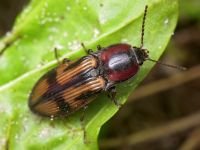 Selatosomus cruciatus