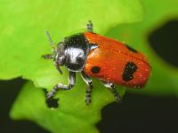 Clytra quadripunctata