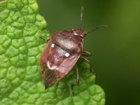 Stagonomus amoenus