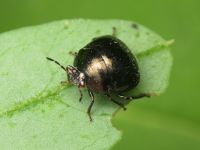Coptosoma scutellatum