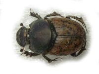 Onthophagus vacca