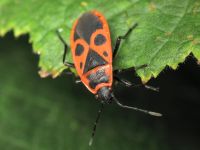 Pyrrhocoris apterus