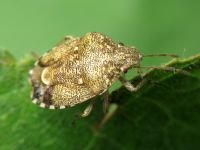 Staria lunata
