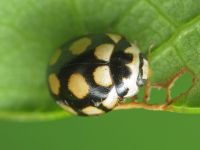Coccinula quatuordecimpustulata