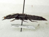 Ocypus curtipennis