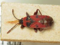 Horvathiolus superbus