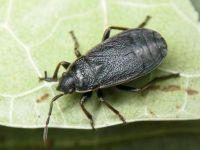 Pyrrhocoris marginatus