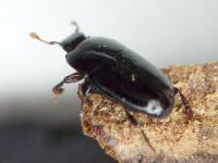 Platylomalus complanatus