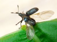 Neocoenorrhinus pauxillus