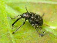 Schoenitemnus minutus