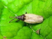 Catoplatus carthusianus
