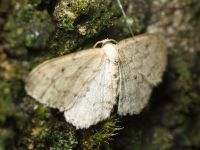 Idaea seriata