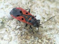Melanocoryphus tristrami