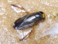 Corixidae