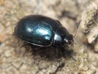 Plagiodera versicolora