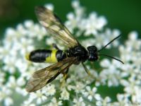 Tenthredo celtica