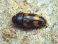 Litargus connexus