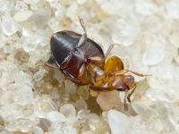 Agathidium nigripenne