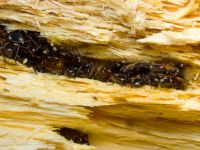 Raglius alboacuminatus