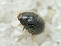 Stethorus punctillum