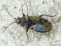 Sphragisticus nebulosus