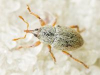 Tychius