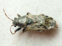 Heterogaster urticae