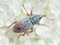Tychius